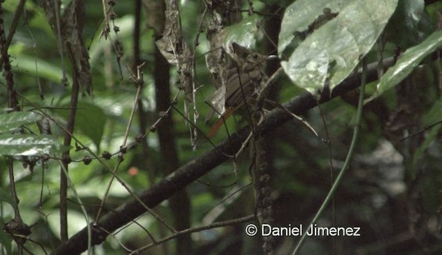 Buff-breasted Babbler - ML201976151