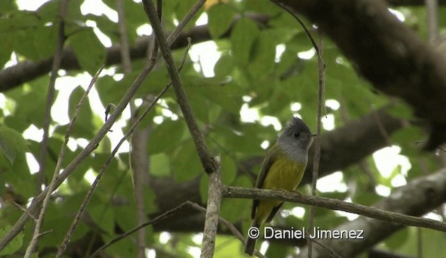 Gray-headed Canary-Flycatcher - ML201976171