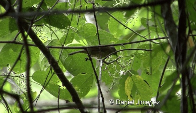 Puff-throated Bulbul (Puff-throated) - ML201976191