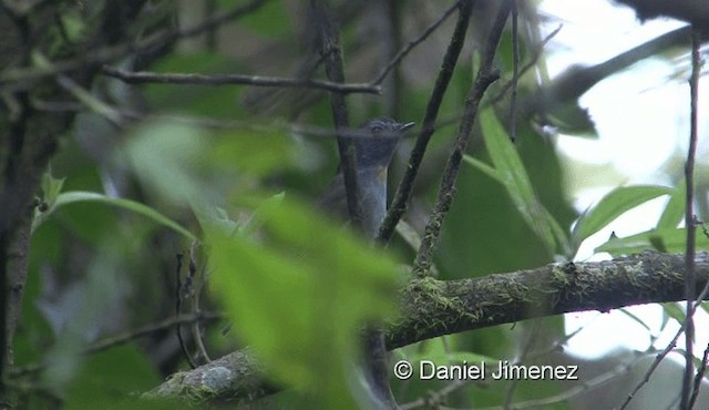 Rufous-gorgeted Flycatcher - ML201976201