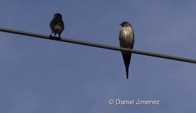 Eastern Red-rumped Swallow (Striated) - ML201976211