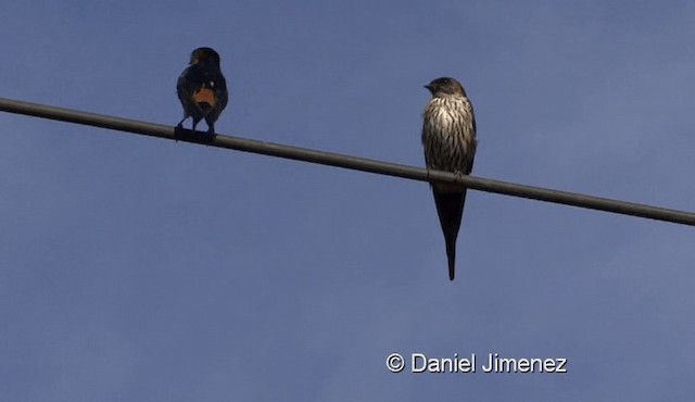 Striated Swallow - ML201976211