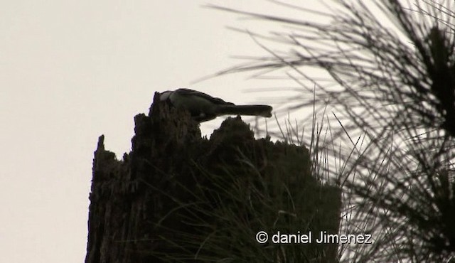 Japanese Tit (Japanese) - ML201976231