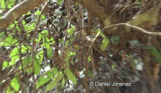 Pin-striped Tit-Babbler (Pin-striped) - ML201976241