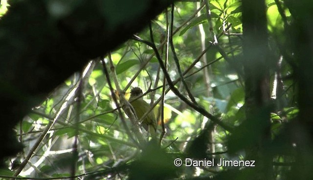 ミヤマヒヨドリ - ML201976341