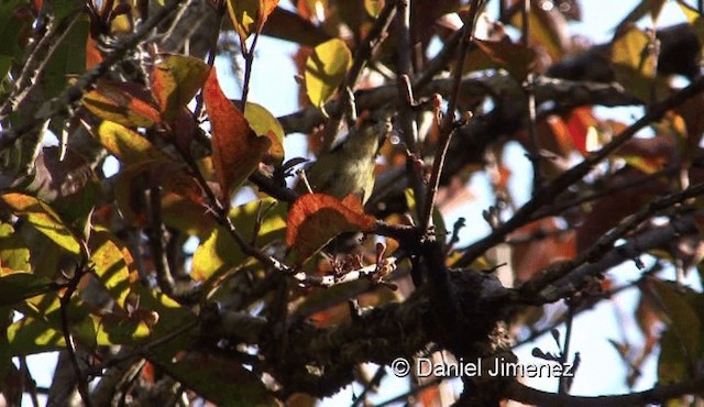 Fire-breasted Flowerpecker - ML201976371