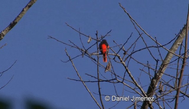 Minivet mandarin (groupe solaris) - ML201976391