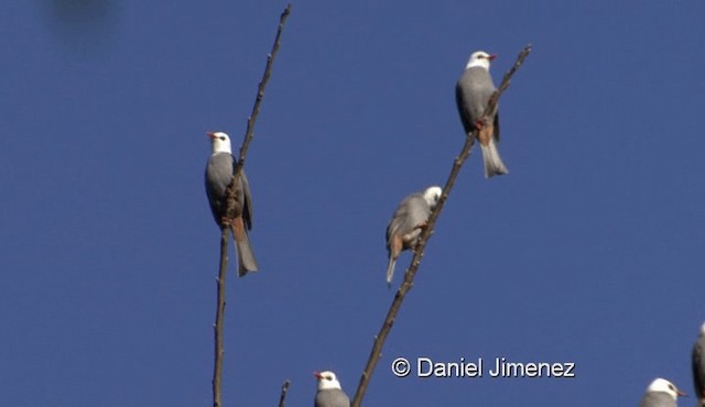 White-headed Bulbul - ML201976411