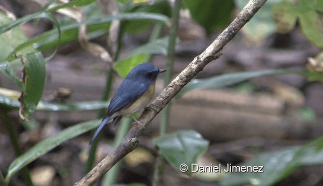 Hill Blue Flycatcher - ML201976471