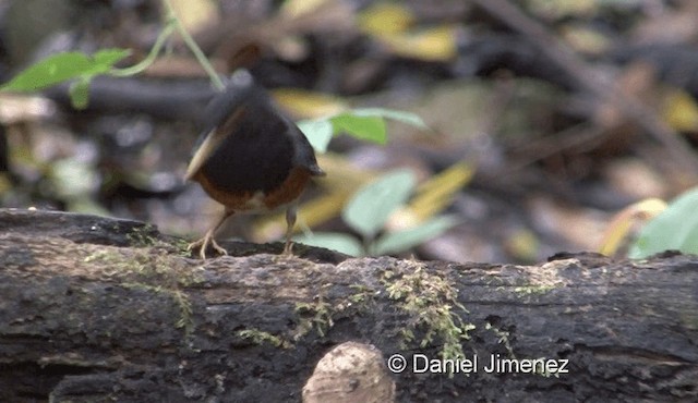 Black-breasted Thrush - ML201976481