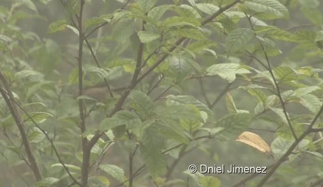 Black-throated Tit (Black-throated) - ML201976501