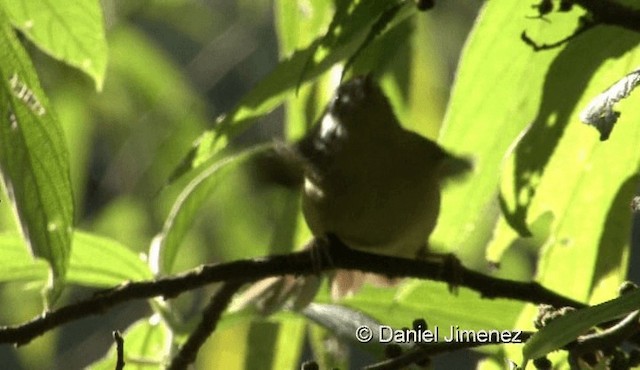 Yunnan Fulvetta - ML201976531