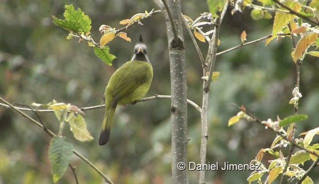 Crested Finchbill - ML201976551