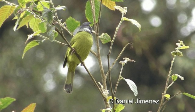 Crested Finchbill - ML201976561