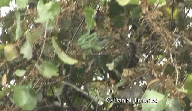 Scarlet-backed Flowerpecker - ML201976581