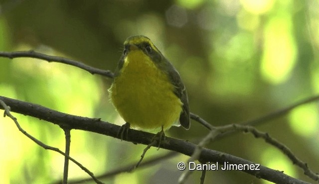 Yellow-bellied Fairy-Fantail - ML201976601