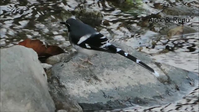 Slaty-backed Forktail - ML201976801