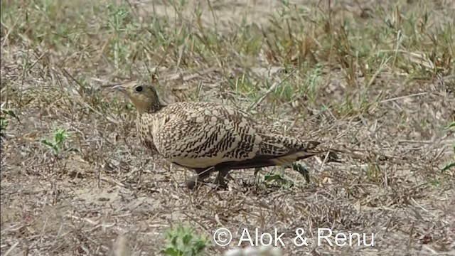 Chestnut-bellied Sandgrouse (Asian) - ML201976851