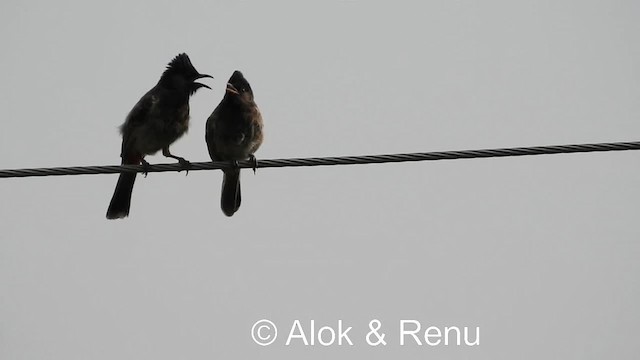 Red-vented Bulbul - ML201976871