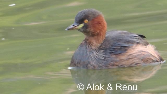 Little Grebe (Little) - ML201976881