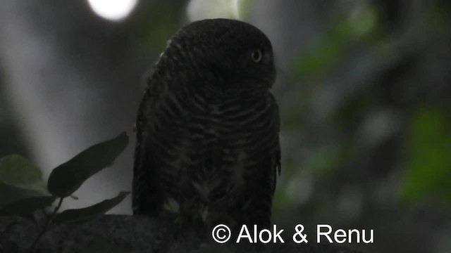 Asian Barred Owlet - ML201976931