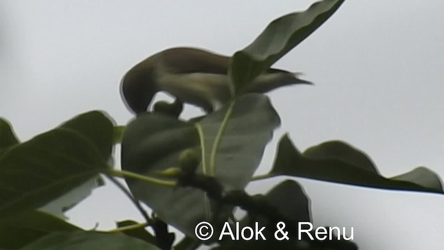 Thick-billed Flowerpecker (Indian) - ML201976951