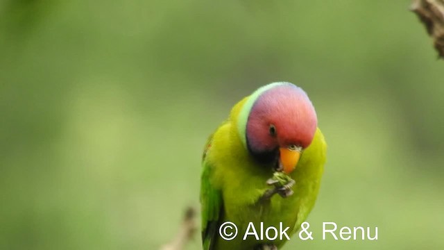 Plum-headed Parakeet - ML201976961