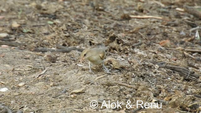 Yellow-throated Sparrow - ML201977011