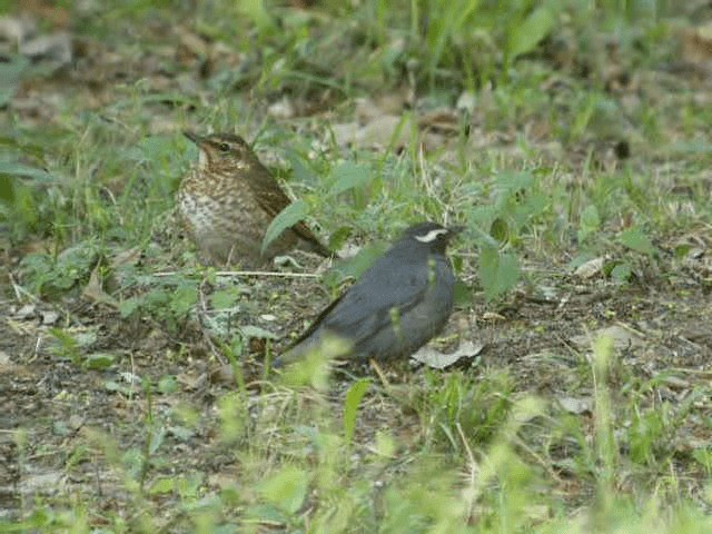 Siberian Thrush - ML201977091