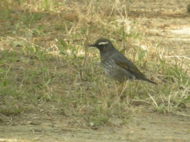 Siberian Thrush - ML201977131