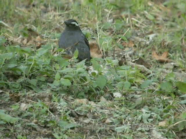 Siberian Thrush - ML201977141