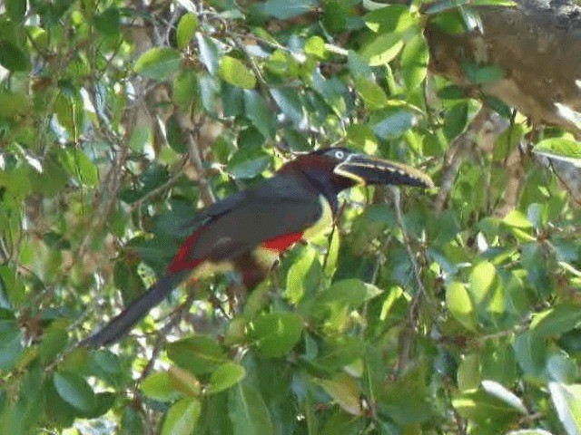 Chestnut-eared Aracari - ML201977171