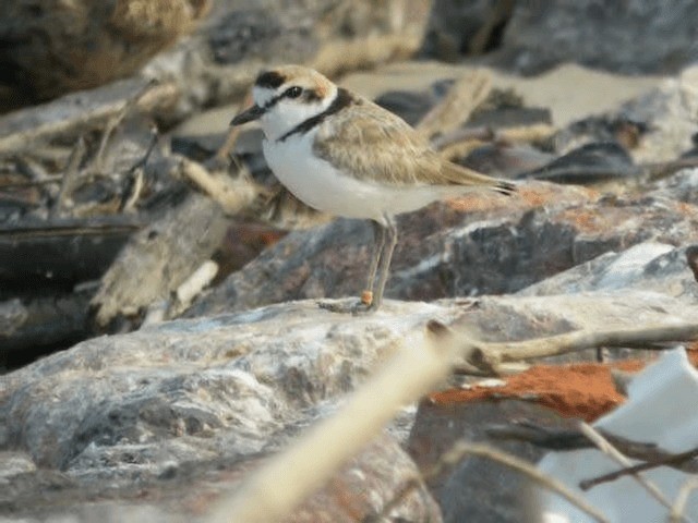 arkipello - ML201977301