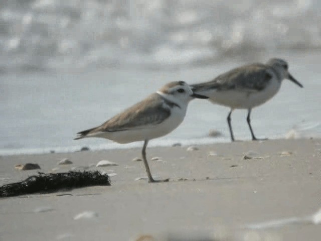 White-faced Plover - ML201977311