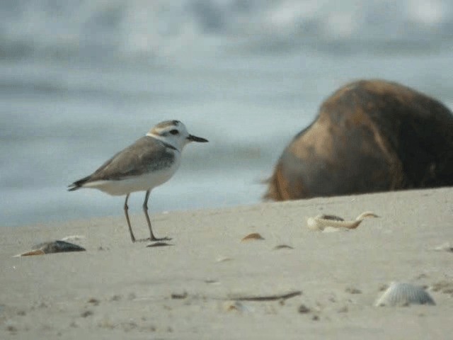 White-faced Plover - ML201977401