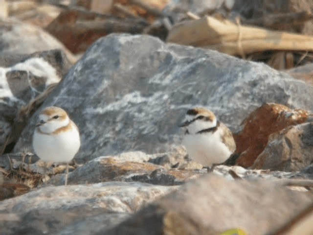 Malaysian Plover - ML201977461