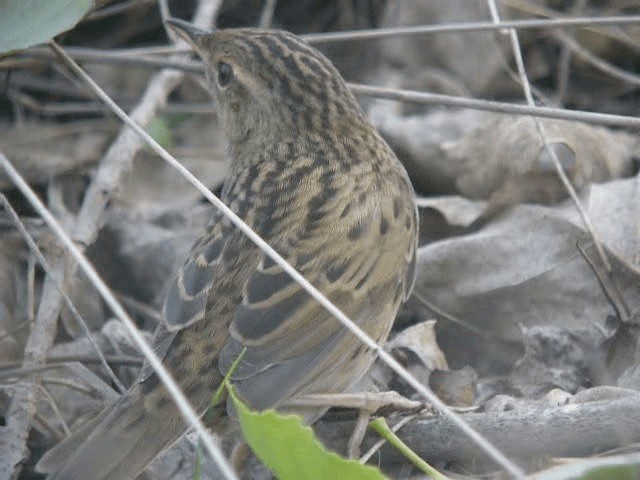 Lanceolated Warbler - ML201977651