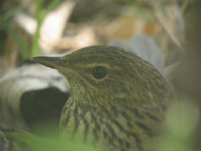 Lanceolated Warbler - ML201977661