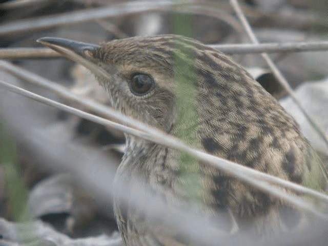 Lanceolated Warbler - ML201977671