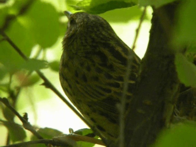 Lanceolated Warbler - ML201977681