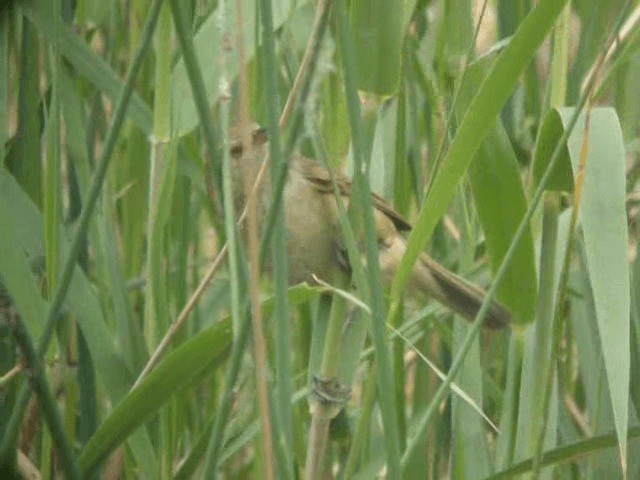 Oriental Reed Warbler - ML201977731