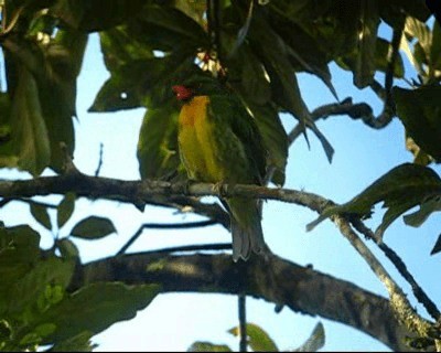 Frutero Pechidorado - ML201977751