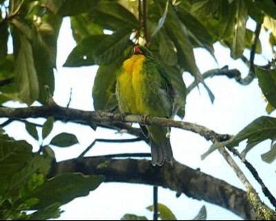 Cotinga à poitrine d'or - ML201977761