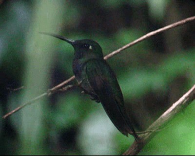 Colibri à poitrine violette - ML201977821