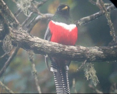 Trogon rosalba (groupe collaris) - ML201977851