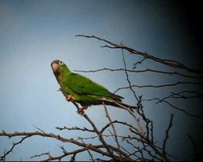 Blue-crowned Parakeet (Blue-crowned) - ML201977881