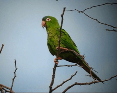 Blue-crowned Parakeet (Blue-crowned) - ML201977891