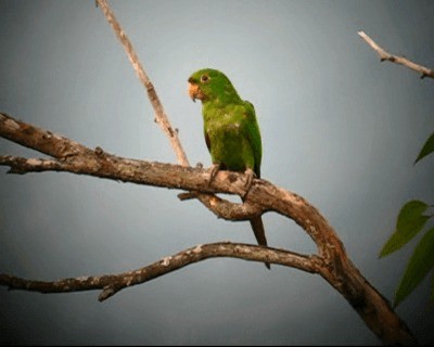Scarlet-fronted Parakeet - ML201977901
