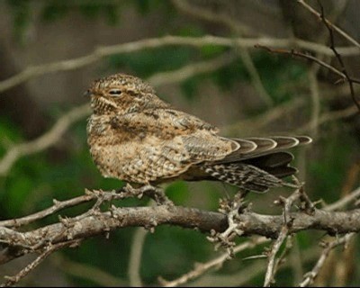 Lesser Nighthawk - ML201977921