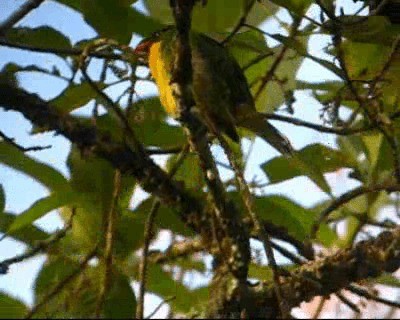 Frutero Pechidorado - ML201977941